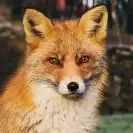 Stefan's profile picture - a red fox