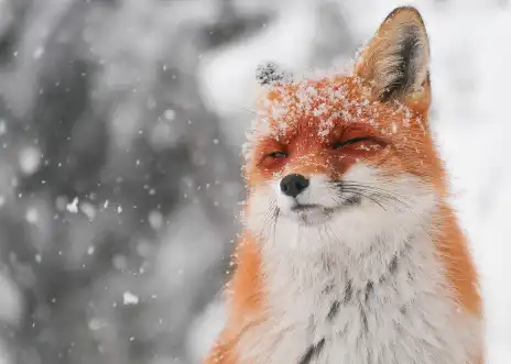 Snow falling on a red fox